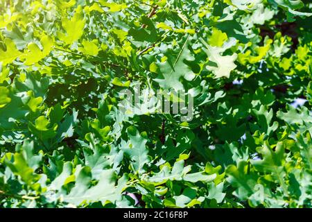 brindilles et feuilles de chêne vert lors d'une journée ensoleillée d'été, attention sélective Banque D'Images