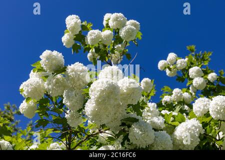 Fleurs blanches de Viburnum opulus, plante connue sous le nom de boule de neige, écorce de camp, rose de guelder ou de l'eau plus ancien contre ciel bleu clair Banque D'Images