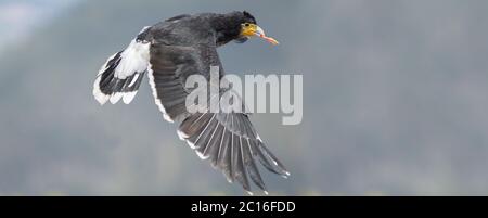 Vue en profil d'une cucuriquingue équatorienne volant avec un morceau de viande dans son bec. Il a été considéré comme sacré par les Incas. Nom commun: Caracara car Banque D'Images