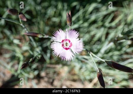 Fleur rose cheddar (Dianthus gratianopolitanus) Banque D'Images