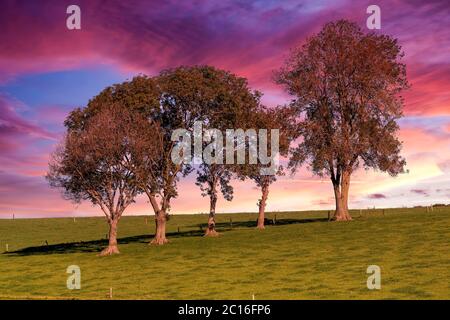 Rangée d'arbres sur un terrain vert contre le ciel magnifique. Banque D'Images