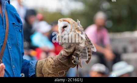 Curyloma, Imbabura / Equateur - janvier 27 2019: Barn Owl manger debout sur une main gantée en cuir d'un entraîneur de fauconnerie. Nom scientifique: Tyto alba Banque D'Images