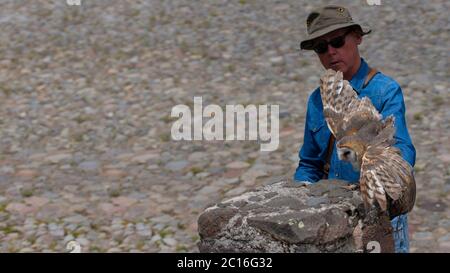 Curyloma, Imbabura / Equateur - janvier 27 2019: Barn Owl manger debout sur une main gantée en cuir d'un entraîneur de fauconnerie. Nom scientifique: Tyto alba Banque D'Images