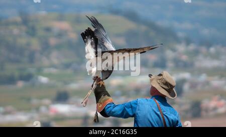 Curyloma, Imbabura / Equateur - janvier 27 2019: Buzzard-Eagle à chagées noires manger debout sur la main avec un gant en cuir de la fauconnerie entraîneur sur un dos Banque D'Images