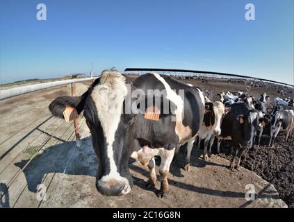 Bétail dans des enclos d'alimentation avant d'être envoyé à l'usine de transformation pour tuer pour le boeuf et le cuir Banque D'Images