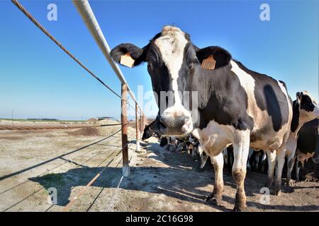 Bétail dans des enclos d'alimentation avant d'être envoyé à l'usine de transformation pour tuer pour le boeuf et le cuir Banque D'Images