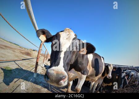 Bétail dans des enclos d'alimentation avant d'être envoyé à l'usine de transformation pour tuer pour le boeuf et le cuir Banque D'Images