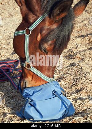 portrait drôle de cheval. Il cherche quelque chose dans le sac Banque D'Images