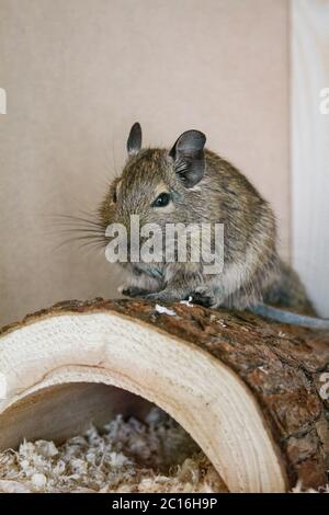 Degu ou écureuil chilien assis sur une bûche dans la cage Banque D'Images