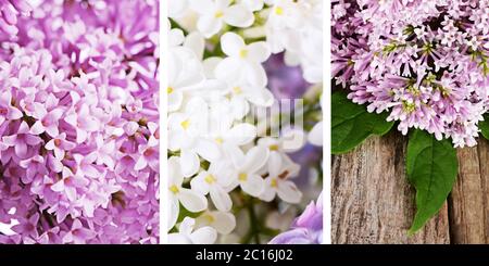 Lilac fermer jusqu'en arrière-plan Banque D'Images