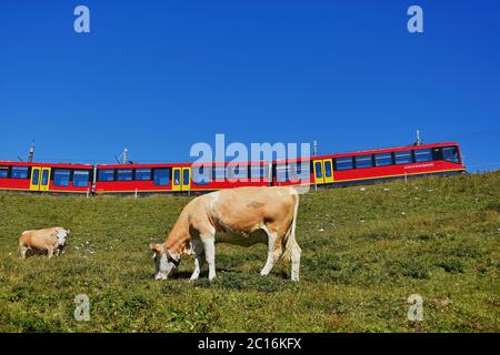 Magnifique paysage avec des vaches sur la prairie et train rouge à crémaillère du célèbre chemin de fer Jungfrau, Oberland bernois, Suisse Banque D'Images