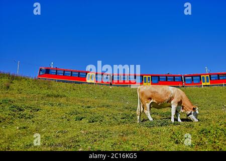 Magnifique paysage avec des vaches sur la prairie et train rouge à crémaillère du célèbre chemin de fer Jungfrau, Oberland bernois, Suisse Banque D'Images