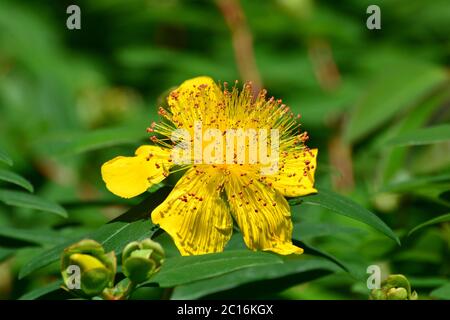 Rose-de-Sharon, star de Jérusalem, Großkelchiges Johanniskraut, Hypericum calycinum, örökzöld orbáncfű Banque D'Images