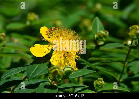 Rose-de-Sharon, star de Jérusalem, Großkelchiges Johanniskraut, Hypericum calycinum, örökzöld orbáncfű Banque D'Images