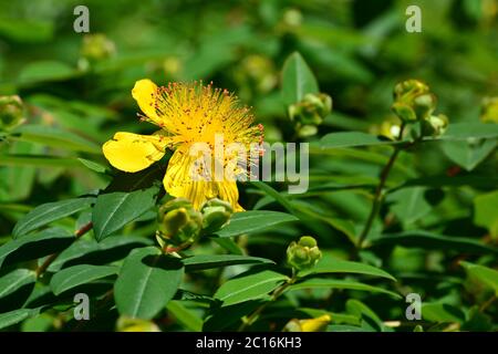 Rose-de-Sharon, star de Jérusalem, Großkelchiges Johanniskraut, Hypericum calycinum, örökzöld orbáncfű Banque D'Images