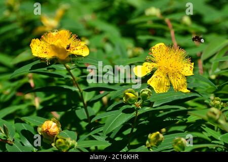 Rose-de-Sharon, star de Jérusalem, Großkelchiges Johanniskraut, Hypericum calycinum, örökzöld orbáncfű Banque D'Images