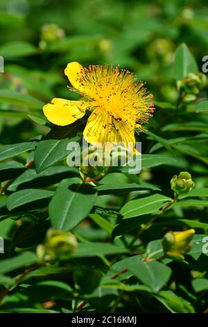 Rose-de-Sharon, star de Jérusalem, Großkelchiges Johanniskraut, Hypericum calycinum, örökzöld orbáncfű Banque D'Images