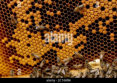 Apiculture apiculteur apiculteur travaille avec des abeilles près de ruches en sortant des cadres avec des nids d'abeilles pour l'inspection. Banque D'Images