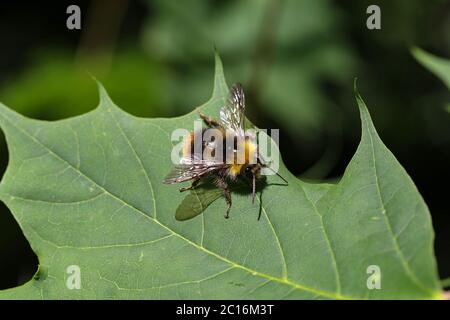 Abeille sauvage Shaggy assise sur une feuille verte Banque D'Images