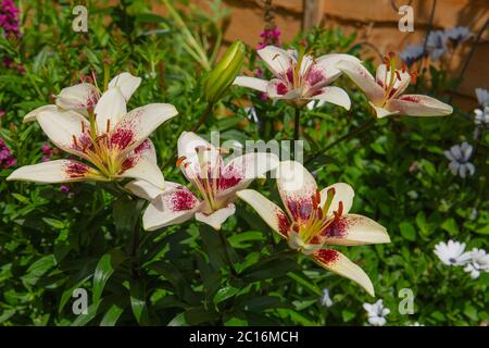 Lillium bulbiferum , lilas en fleur Banque D'Images
