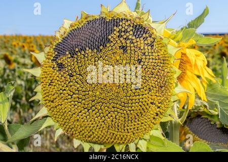 Détail des graines dans le tournesol sauvage Banque D'Images