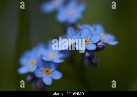 Myosotis Alpes Suisse famille Boraginaceae Forget me nots or scorpion graminées Banque D'Images