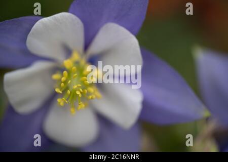 Aquilegia caerulea (Rocky Mountain Columbine) en gros plan Banque D'Images