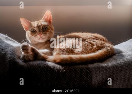 Le chat à pattes vertes allongé sur le canapé sous la lumière du soir fixe la caméra Banque D'Images