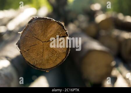 Bois marqué dans la pile de bois dans la forêt. Banque D'Images