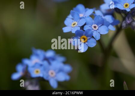 Myosotis Alpes Suisse famille Boraginaceae Forget me nots or scorpion graminées Banque D'Images