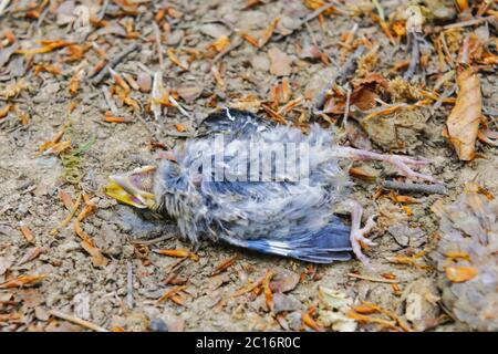 L'oiseau mort couché sur le sol Banque D'Images