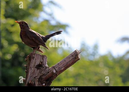 Le blackbird eurasien sur une souche d'arbre Banque D'Images