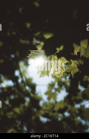 lumière du soleil qui brille à travers les feuilles d'un arbre Banque D'Images