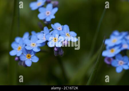 Myosotis Alpes Suisse famille Boraginaceae Forget me nots or scorpion graminées Banque D'Images