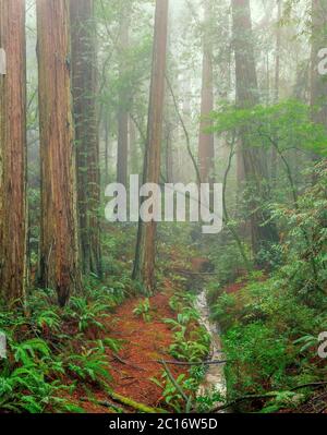 Brume, séquoias, Webb Creek, raides Ravine, parc national Mount Tamalpais, comté de Marin, Californie Banque D'Images