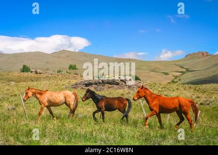 Trois chevaux dans un pré Banque D'Images