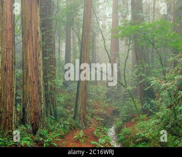 Brume, séquoias, Webb Creek, raides Ravine, parc national Mount Tamalpais, comté de Marin, Californie Banque D'Images