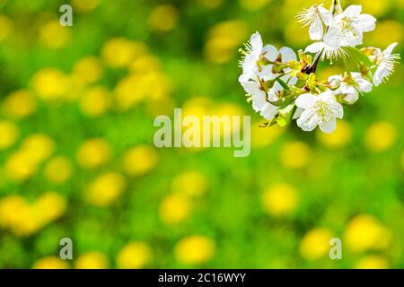 la cerise blanche fleurit sur un fond flou avec un pré vert avec des fleurs de pissenlit jaunes Banque D'Images