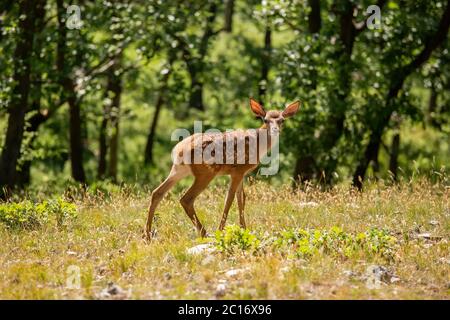 Les jeunes faussent dans la forêt au printemps Banque D'Images
