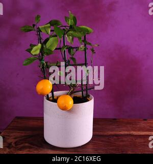 Image carrée de citrons orange maison dans un pot de fleurs sur une table en bois. Fond rose vif, violet. Banque D'Images