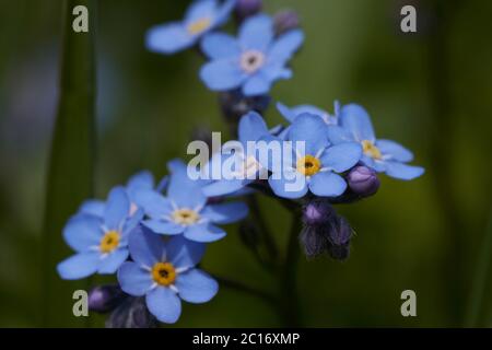 Myosotis Alpes Suisse famille Boraginaceae Forget me nots or scorpion graminées Banque D'Images