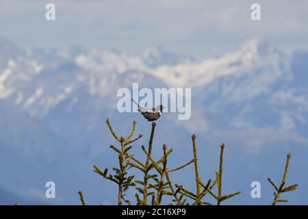 Anneau Ouzel Turdus torquatus Suisse Alpes suisses famille des Turodés. Banque D'Images