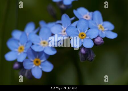 Myosotis Alpes Suisse famille Boraginaceae Forget me nots or scorpion graminées Banque D'Images