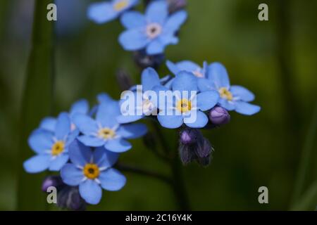 Myosotis Alpes Suisse famille Boraginaceae Forget me nots or scorpion graminées Banque D'Images