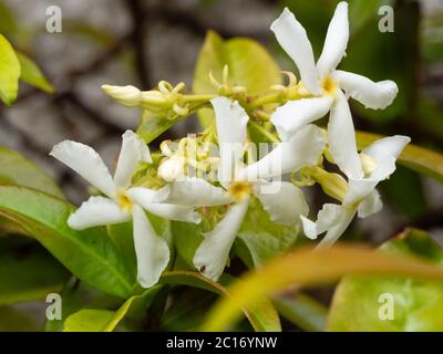 Fleurs parfumées du jasmin, étoile à feuilles persistantes, Trachelospermum jasminoides Banque D'Images