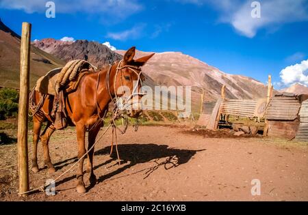 Cheval à Andes Banque D'Images