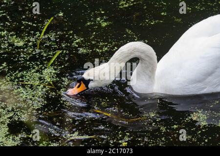 Une femme se met en contact avec un stylo de cygne muet, qui se nourrit de la surface de l'eau et souffle des bulles Banque D'Images