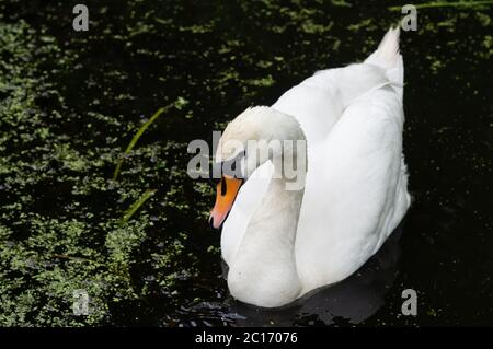 Stylo de cygne muet femelle sur le corps et la tête profil latéral, Angleterre Royaume-Uni Banque D'Images