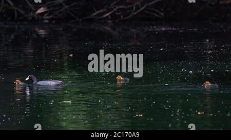 Coot, fulica. Nager sur un étang avec trois poussins de la fin du printemps Banque D'Images