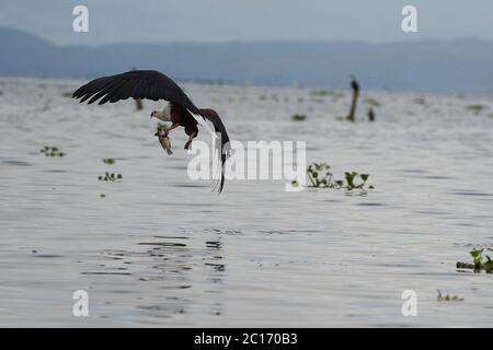 Poissons africains mer aigle pêche lac chasse Haliaeetus chvocafer Banque D'Images